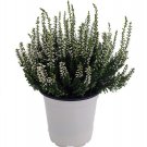 Wonderful White Heath Erica Garden Plant
