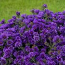 Wonderful Grape Crush Aster Fall Blooming Perennial Garden Plant