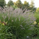 Wonderful Pennisetum orientale Karley Rose Fountain Grass Garden Plant