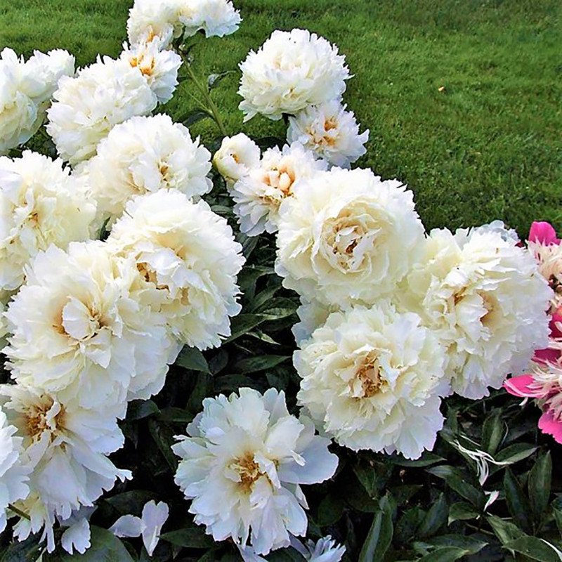 Wonderful Peony Bowl of Cream National Exhibition Grand Champion Garden Plant