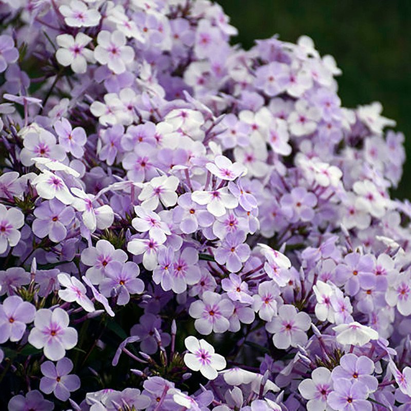 Wonderful Dwarf Hybird Phlox Opening Act Pink a Dot Garden Plant