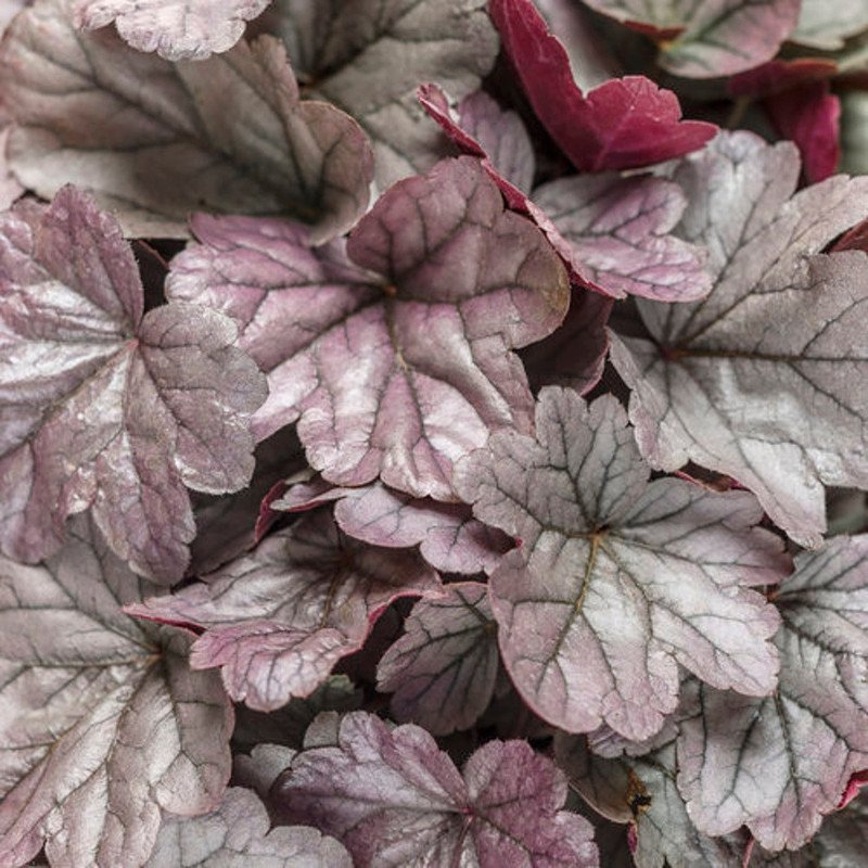 Wonderful Silver Gumdrop Coral Bells Heuchera Garden Plant