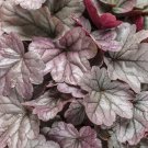 Wonderful Silver Gumdrop Coral Bells Heuchera Garden Plant