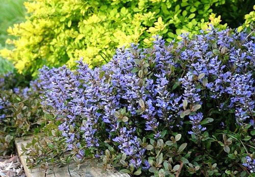 Wonderful Chocolate Chip Ajuga Carpet Bugle Garden Plant