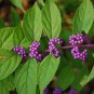 Wonderful Callicarpa Early Amethyst Beautyberry Garden Plant