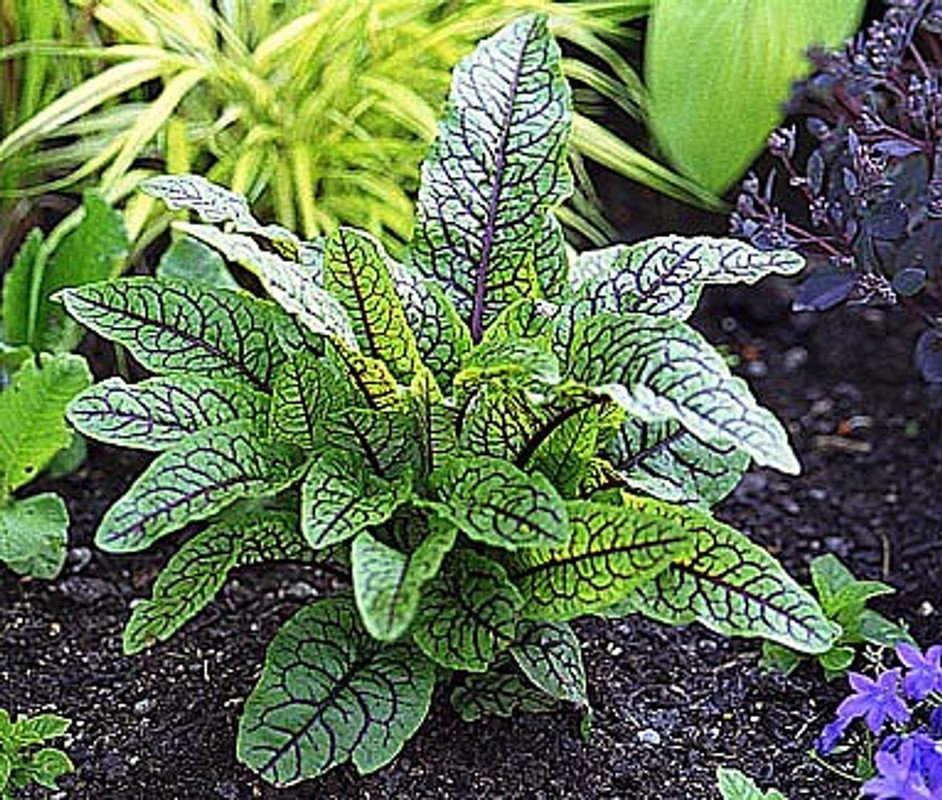 Wonderful Rumex sanguineus Edible Bloodwort Sorrell Garden Plant