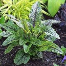 Wonderful Rumex sanguineus Edible Bloodwort Sorrell Garden Plant