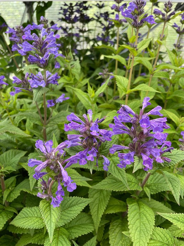 Wonderful Nepeta Neptune Catmint Perennial Garden Plant