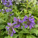 Wonderful Nepeta Neptune Catmint Perennial Garden Plant