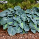 Wonderful Touch of Class Hosta Garden Plant