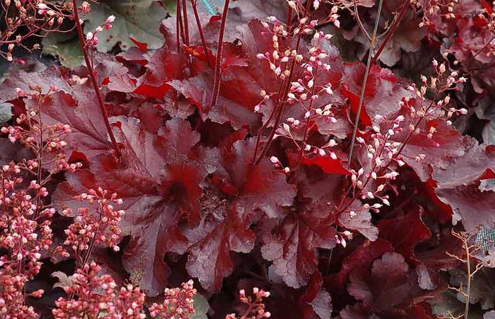 Wonderful Bells Heuchera Forever Red Coral Shade Perennial Garden Plant