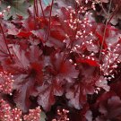 Wonderful Bells Heuchera Forever Red Coral Shade Perennial Garden Plant