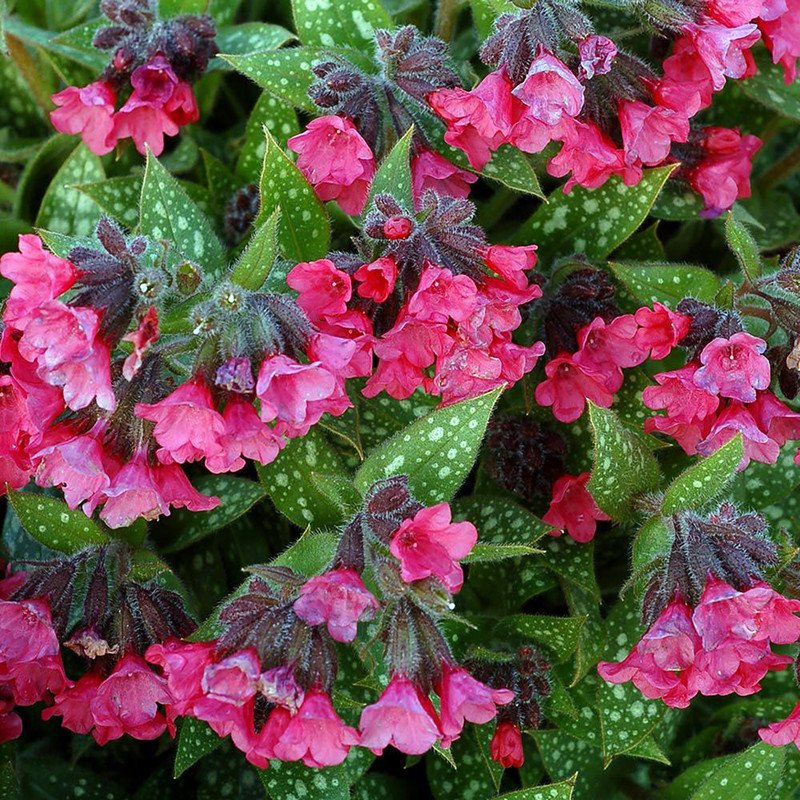 Wonderful Pulmonaria Shrimps on the Barbie Lungwort Perennial Garden Plant