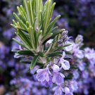 Wonderful Rosemary Garden Plant