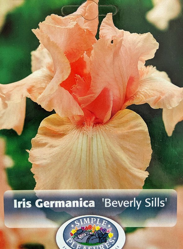 Wonderful Beverly Sills German Bearded Iris Blush Pink Garden Plant