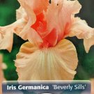 Wonderful Beverly Sills German Bearded Iris Blush Pink Garden Plant