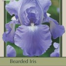 Wonderful Victoria Falls Bearded Iris Garden Plant