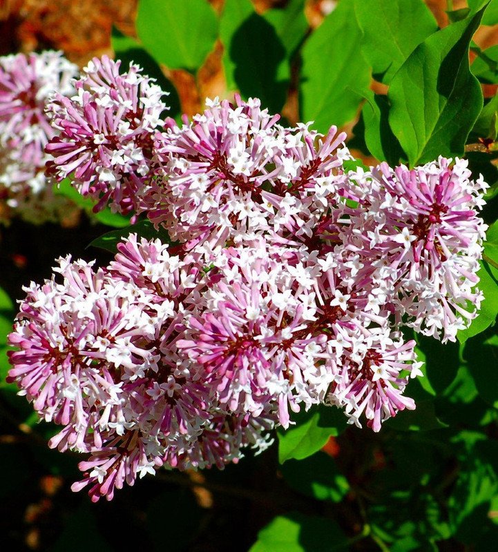 Wonderful Miss Kim Manchurian Dwarf Lilac Garden Plant
