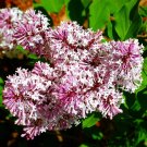 Wonderful Miss Kim Manchurian Dwarf Lilac Garden Plant