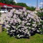 Wonderful Miss Kim Manchurian Dwarf Lilac Garden Plant