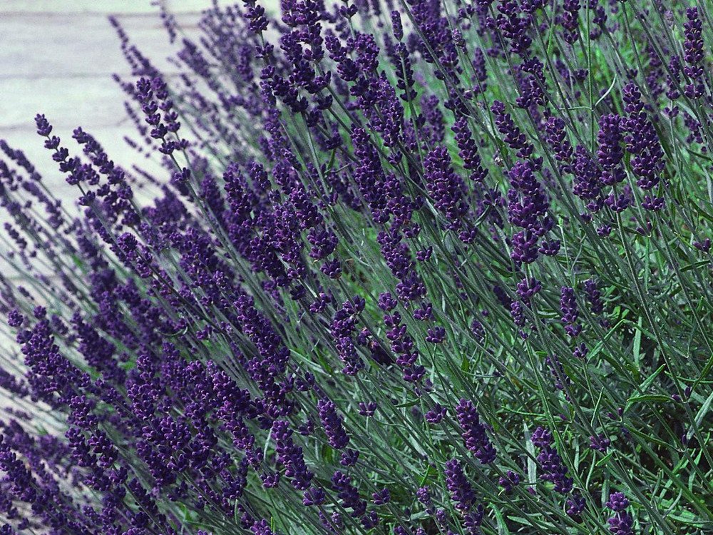 Wonderful Hidcote Blue Lavender Herb Calming Garden Plant
