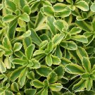 Wonderful Cutting Edge Sedum Perennial Groundcover Garden Plant