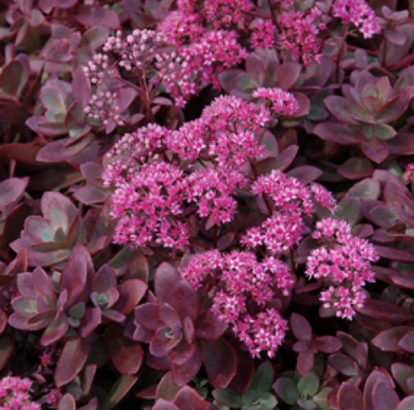 Wonderful Firecracker Sedum Stonecrop Magic in the Sun Garden Plant