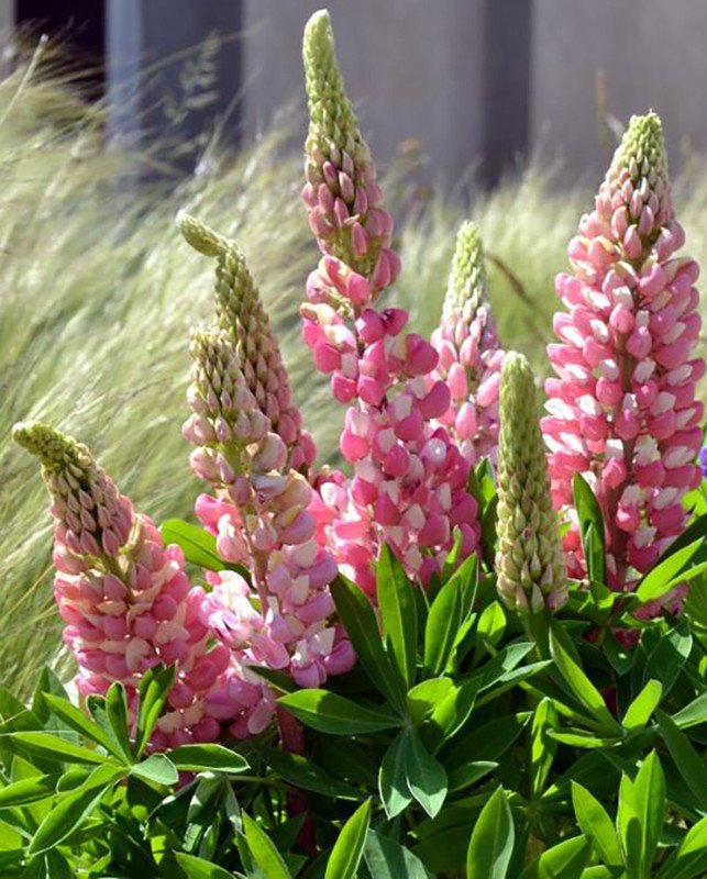 Wonderful Lupinus polyphyllus Pink Bicolor Lupine Perennial Garden Plant
