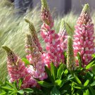 Wonderful Lupinus polyphyllus Pink Bicolor Lupine Perennial Garden Plant