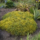 Wonderful Yellow Brick Road Stonecrop Sedum Garden Plant