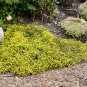 Wonderful Yellow Brick Road Stonecrop Sedum Garden Plant