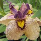 Wonderful Yarai Japanese Iris Night Thunder Eye Shadow Iris Garden Plant