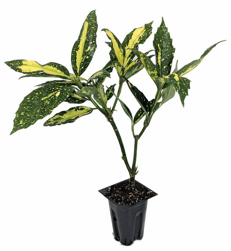 Wonderful Picturata Aucuba Japonica Garden Plant