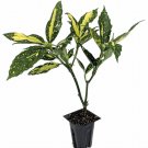 Wonderful Picturata Aucuba Japonica Garden Plant
