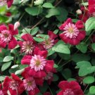 Wonderful Avant Garde Evipo033 Clematis Vine Garden Plant