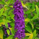 Wonderful Little Nugget Butterfly Bush Garden Plant