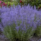 Wonderful Denim n Lace Russian Sage Garden Plant