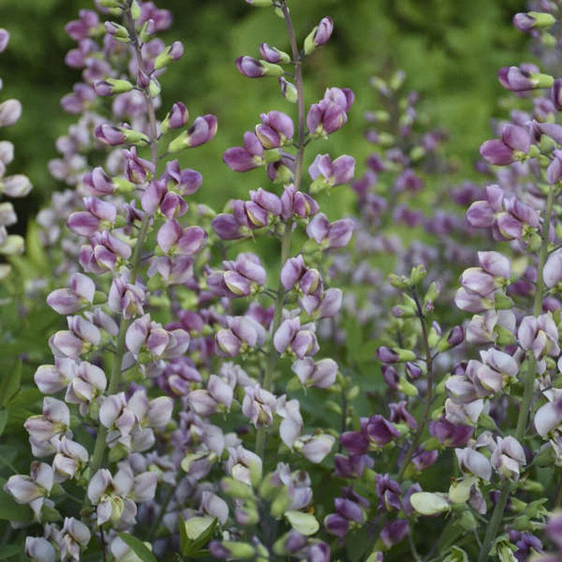 Wonderful Plum Rosy Baptisia False Indigo Garden Plant