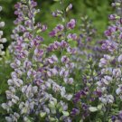 Wonderful Plum Rosy Baptisia False Indigo Garden Plant