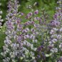 Wonderful Plum Rosy Baptisia False Indigo Garden Plant