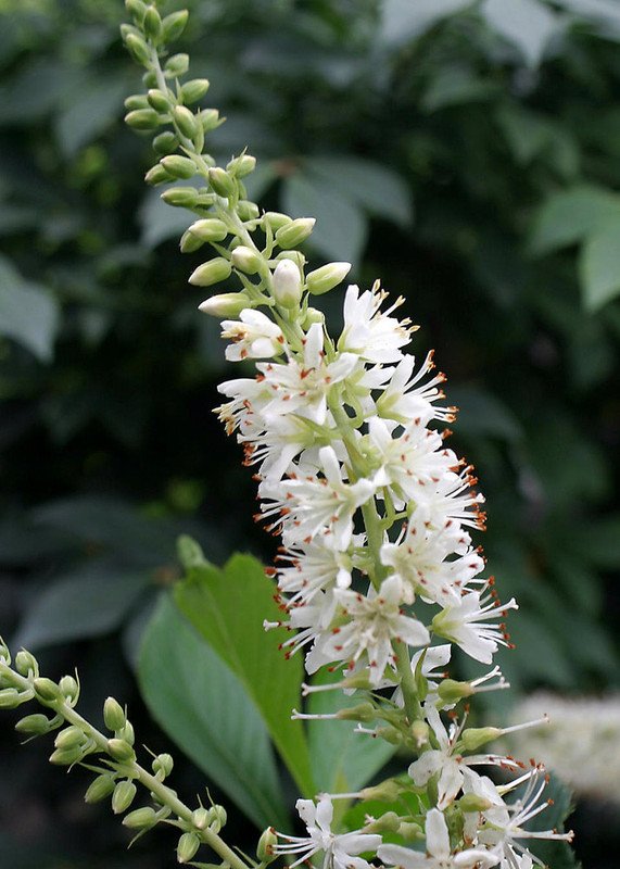 Wonderful Sugartina Clethra alnifolia Crystalina Summersweet Garden Plant