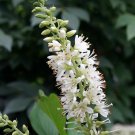 Wonderful Sugartina Clethra alnifolia Crystalina Summersweet Garden Plant