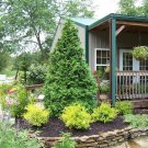 Wonderful Chamaecyparis False Cypress Garden Plant