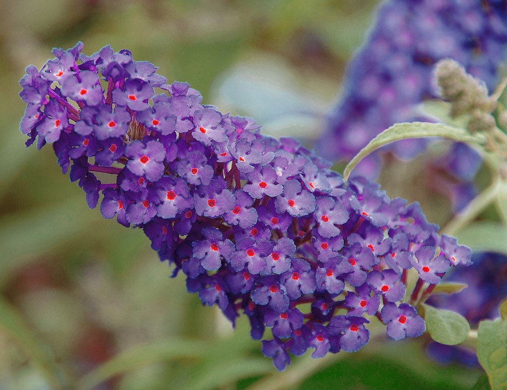 Wonderful Purple Butterfly Bush Compact Short Heavy Blooms Garden Plant
