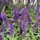 Wonderful Salvia Blues Meadow Sage Garden Plant
