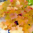 Wonderful Caramel Coral Bells Heuchera Garden Plant
