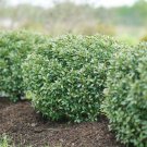 Wonderful Holly Inkberry Strongbox Garden Plant
