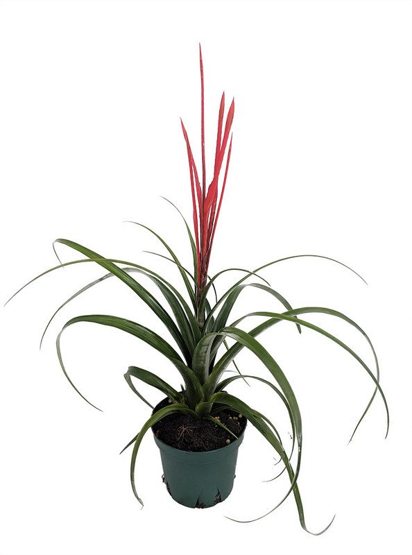 Wonderful Spirit Vase Tillandsia Garden Plant