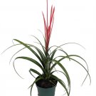 Wonderful Spirit Vase Tillandsia Garden Plant