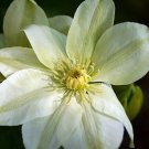 Wonderful Guernsey Cream Clematis Vine Unique Color Garden Plant
